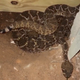 Illustration for article titled Oh Hell No: Snake Catcher Finds 45 Rattlesnakes at Texas Home After Being Called to Remove a Few